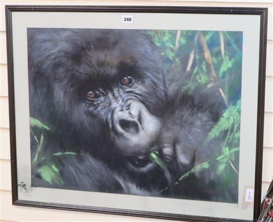 Joel Kirk (b. 1948), pastel, Study of a gorilla, signed